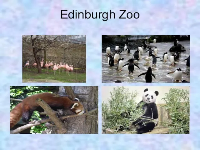 Edinburgh Zoo