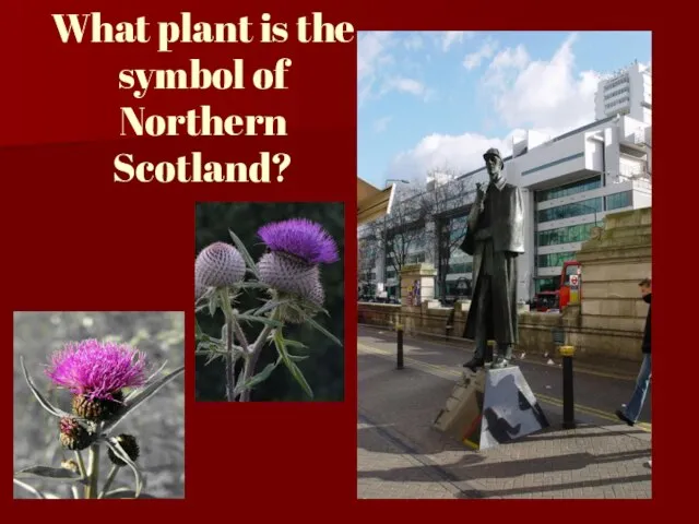 What plant is the symbol of Northern Scotland?