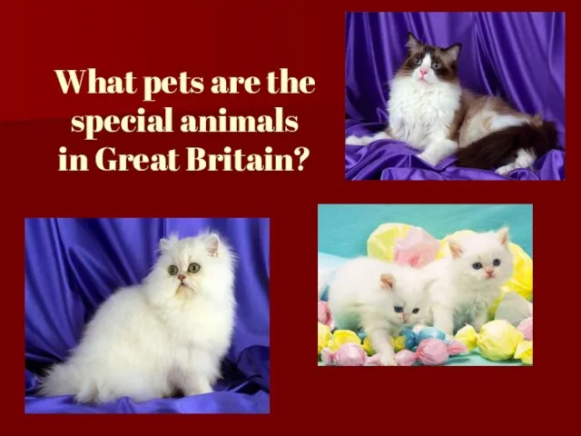 What pets are the special animals in Great Britain?