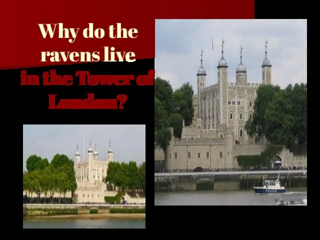 Why do the ravens live in the Tower of London?