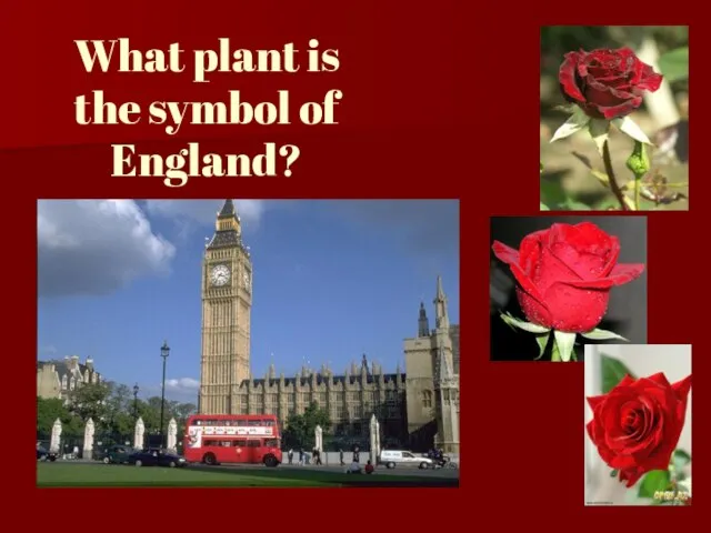 What plant is the symbol of England?