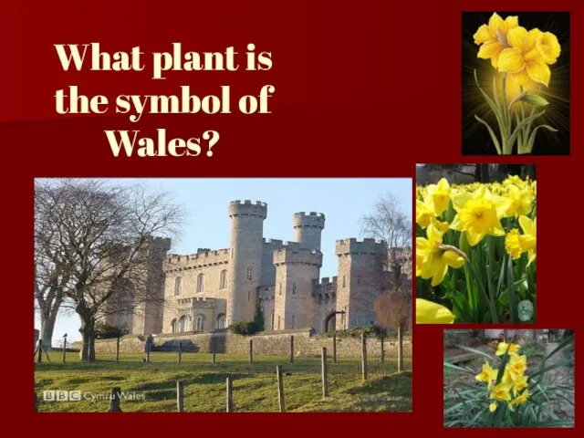 What plant is the symbol of Wales?