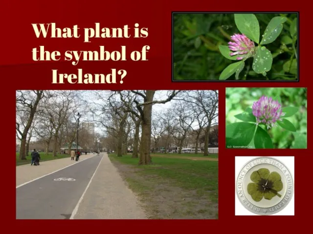 What plant is the symbol of Ireland?