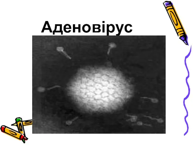 Аденовірус