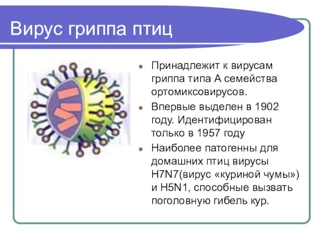 Вирус гриппа птиц Принадлежит к вирусам гриппа типа А семейства ортомиксовирусов. Впервые