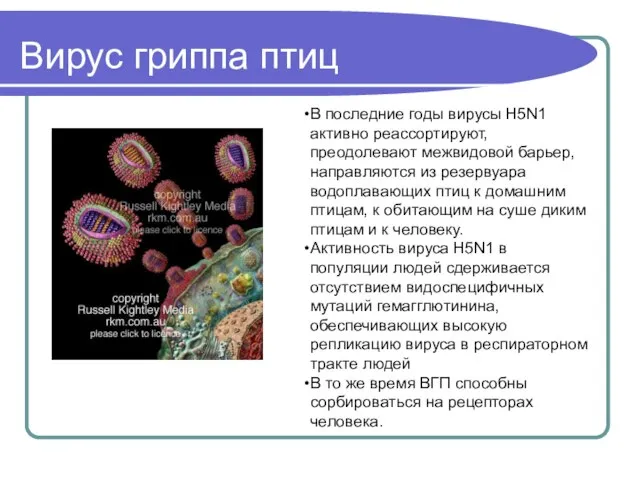 Вирус гриппа птиц В последние годы вирусы Н5N1 активно реассортируют, преодолевают межвидовой