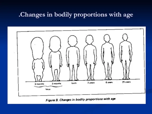 Changes in bodily proportions with age.