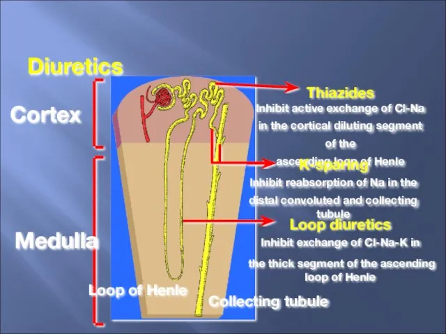 Cortex Medulla Thiazides Inhibit active exchange of Cl-Na in the cortical diluting