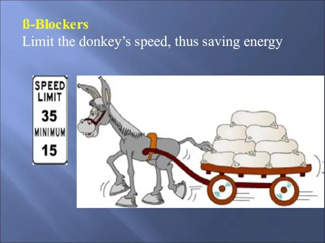 ß-Blockers Limit the donkey’s speed, thus saving energy