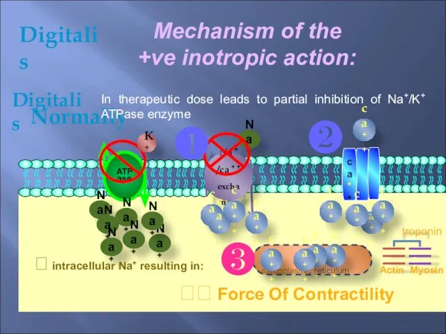 Digitalis Mechanism of the +ve inotropic action: ca++ ATPase ca++ Na+ Normally