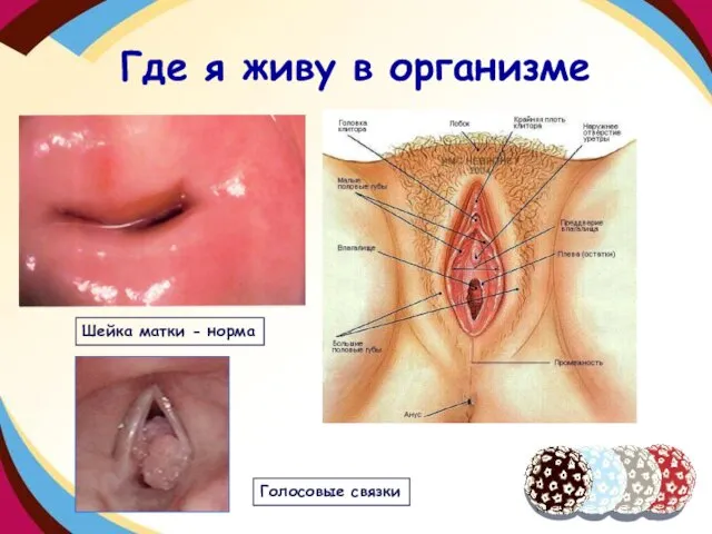 Где я живу в организме Шейка матки - норма Голосовые связки