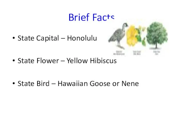 Brief Facts State Capital – Honolulu State Flower – Yellow Hibiscus State