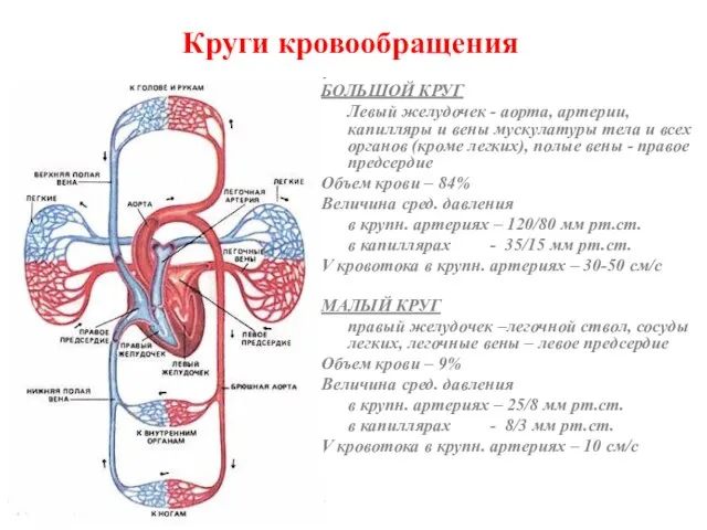 Круги кровообращения БОЛЬШОЙ КРУГ Левый желудочек - аорта, артерии, капилляры и вены