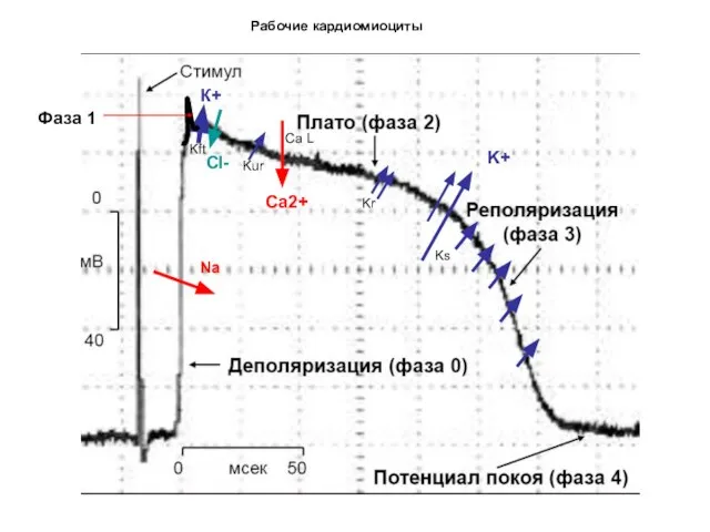 Рабочие кардиомиоциты Na Ca2+ K+ Фаза 1 К+ Сl- Ks Kr Kur Kft Ca L