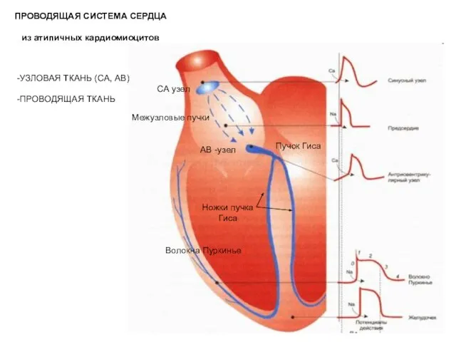 СА узел Межузловые пучки АВ -узел Пучок Гиса Ножки пучка Гиса Волокна
