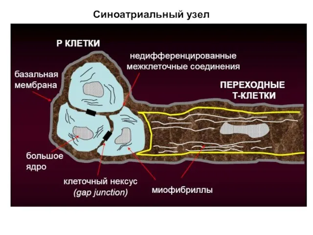 Синоатриальный узел