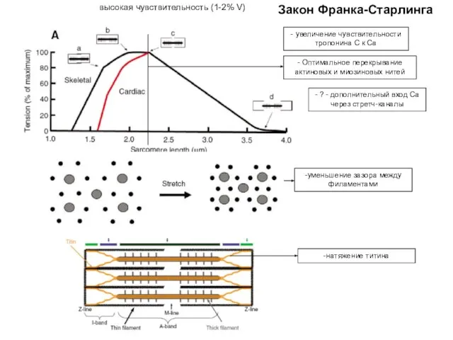 Закон Франка-Старлинга - Оптимальное перекрывание актиновых и миозиновых нитей высокая чувствительность (1-2%