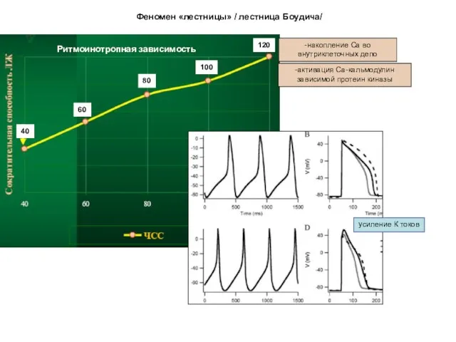 Феномен «лестницы» / лестница Боудича/ 80 100 120 60 40 Ритмоинотропная зависимость