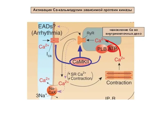 Активация Са-кальмодулин зависимой протеин киназы -накопление Са во внутриклеточных депо