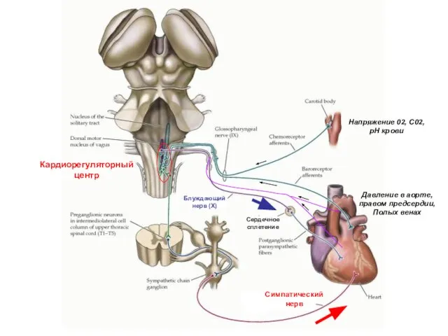 Кардиорегуляторный центр Сердечное сплетение Блуждающий нерв (X) Симпатический нерв Напряжение 02, С02,
