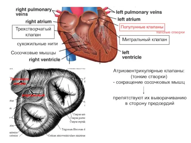 Полулунные клапаны Митральный клапан Трехстворчатый клапан Сосочковые мышцы сухожильные нити Атриовентрикулярные клапаны:
