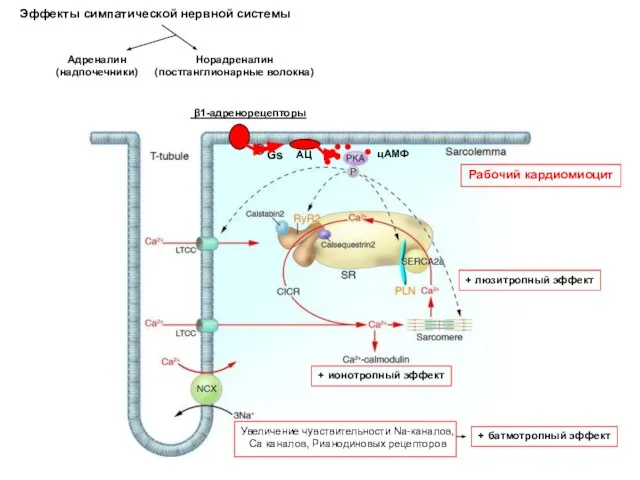 Эффекты симпатической нервной системы Норадреналин (постганглионарные волокна) Адреналин (надпочечники) β1-адренорецепторы Gs АЦ