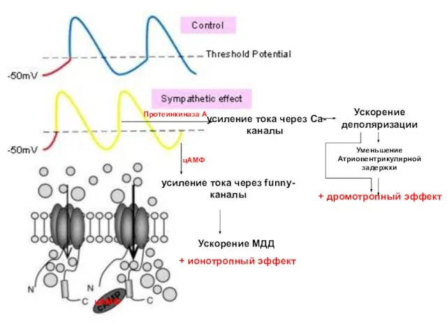 цАМФ усиление тока через funny-каналы усиление тока через Са-каналы Ускорение МДД +