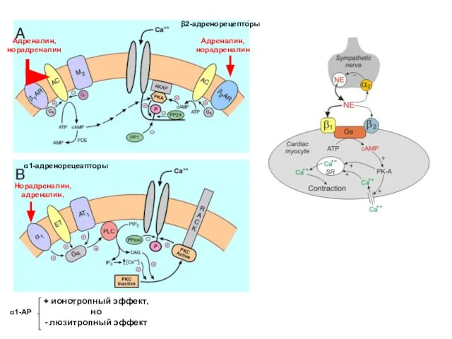 β2-адренорецепторы Адреналин, норадреналин Норадреналин, адреналин, Адреналин, норадреналин + ионотропный эффект, но - люзитропный эффект α1-адренорецеапторы α1-АР