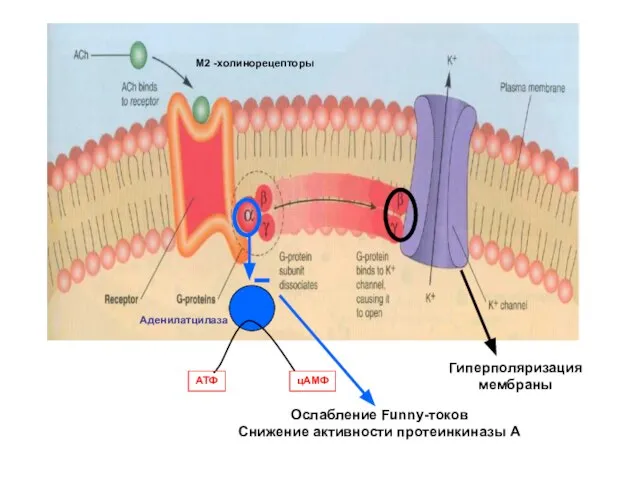 M2 -холинорецепторы Аденилатцилаза цАМФ АТФ Гиперполяризация мембраны Ослабление Funny-токов Снижение активности протеинкиназы А