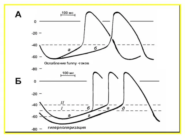 гиперполяризация Ослабление funny -токов