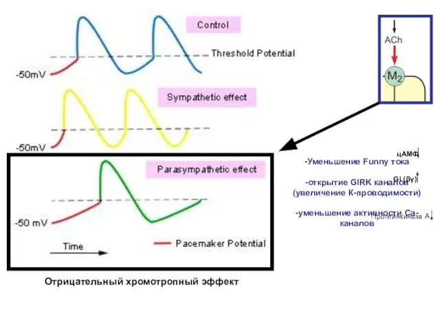 -Уменьшение Funny тока -открытие GIRK каналов(увеличение К-проводимости) -уменьшение активности Са-каналов Gi (βγ) Отрицательный хромотропный эффект