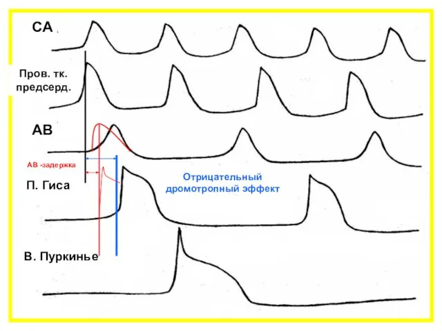СА Пров. тк. предсерд. АВ П. Гиса В. Пуркинье АВ -задержка Отрицательный дромотропный эффект