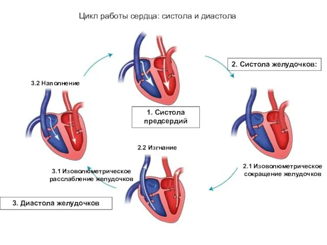 Цикл работы сердца: систола и диастола 3. Диастола желудочков 2.1 Изоволюметрическое сокращение