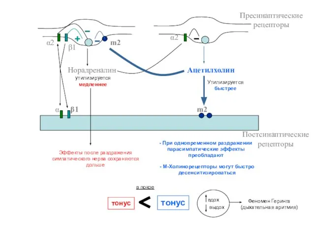 Норадреналин Ацетилхолин α β1 m2 β1 α2 α2 m2 Пресинаптические рецепторы Постсинаптические