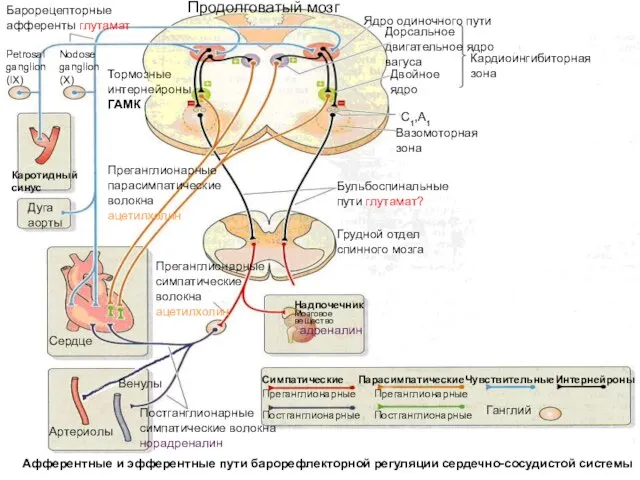 Афферентные и эфферентные пути барорефлекторной регуляции сердечно-сосудистой системы Petrosal ganglion (IX) Nodose