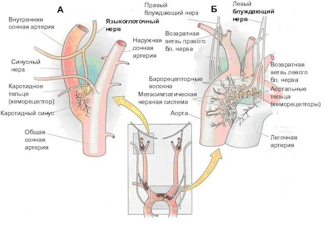 Легочная артерия Аорта Общая сонная артерия Каротидный синус Внутренняя сонная артерия Языкоглоточный