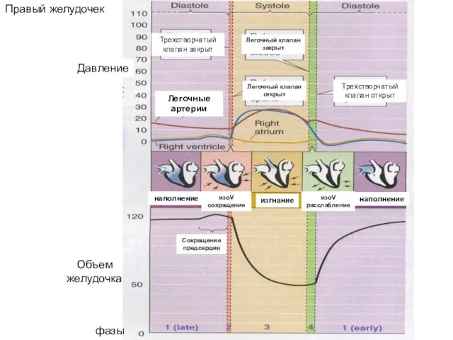 Объем желудочка Давление фазы Правый желудочек Легочные артерии наполнение Сокращение предсердия изоV