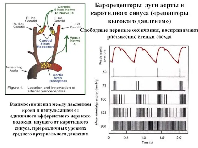 Взаимоотношения между давлением крови и импульсацией от единичного афферентного нервного волокна, идущего