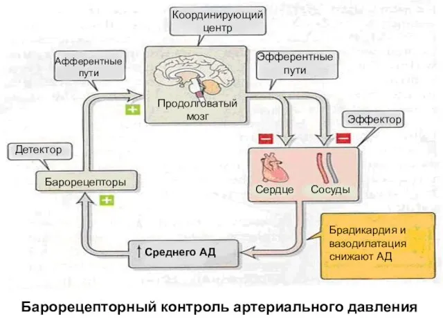 Барорецепторный контроль артериального давления Среднего АД Сердце Сосуды Брадикардия и вазодилатация снижают