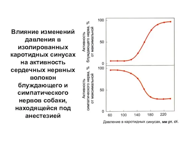 Влияние изменений давления в изолированных каротидных синусах на активность сердечных нервных волокон