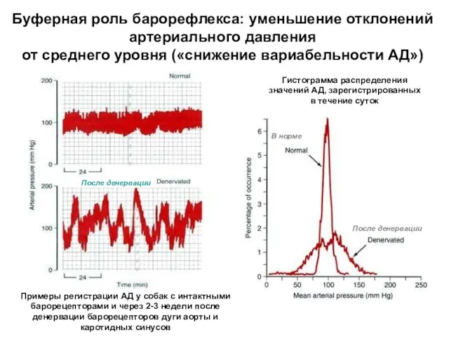 Буферная роль барорефлекса: уменьшение отклонений артериального давления от среднего уровня («снижение вариабельности