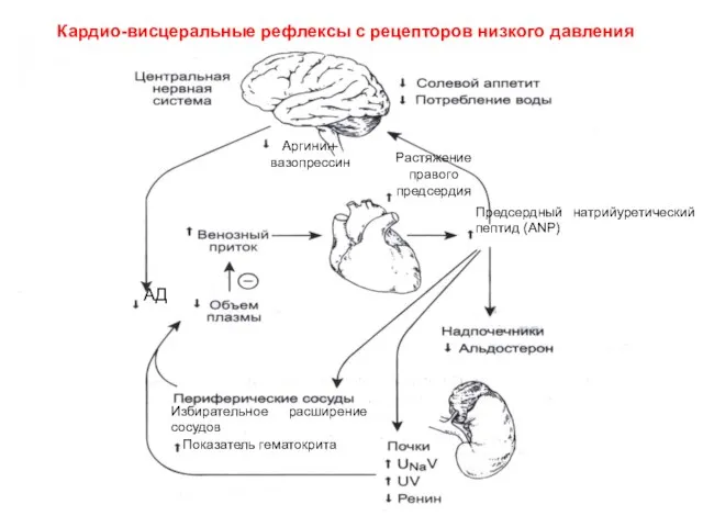 Растяжение правого предсердия Аргинин-вазопрессин АД Избирательное расширение сосудов Показатель гематокрита Предсердный натрийуретический