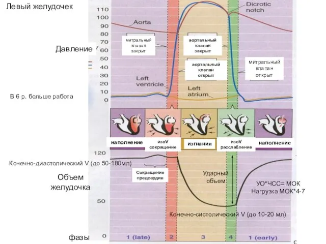 Объем желудочка Давление фазы Левый желудочек наполнение Сокращение предсердия изоV сокращение изгнания