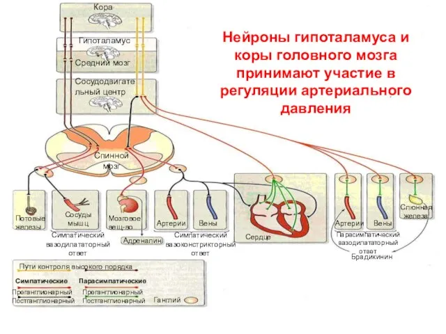 Кора Гипоталамус Средний мозг Сосудодвигательный центр Спинной мозг Адреналин Мозговое вещ-во Потовые