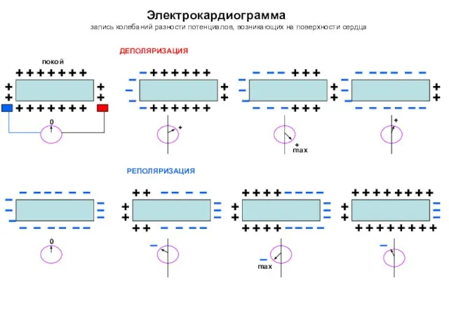 Электрокардиограмма запись колебаний разности потенциалов, возникающих на поверхности сердца покой 0 max 0 max ДЕПОЛЯРИЗАЦИЯ РЕПОЛЯРИЗАЦИЯ