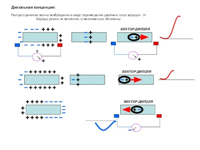 Дипольная концепция: Распространение волны возбуждения в виде перемещения двойного слоя зарядов -/+