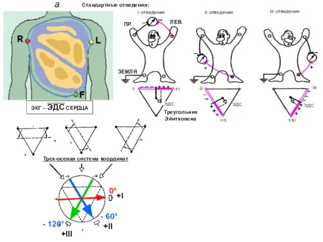 ЭКГ – ЭДС СЕРДЦА Стандартные отведения: Треугольник Эйнтховена Трех-осевая система координат -