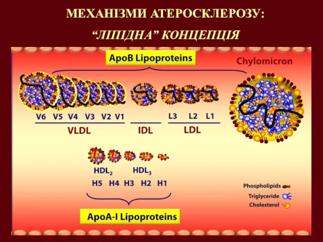 МЕХАНІЗМИ АТЕРОСКЛЕРОЗУ: “ЛІПІДНА” КОНЦЕПЦІЯ