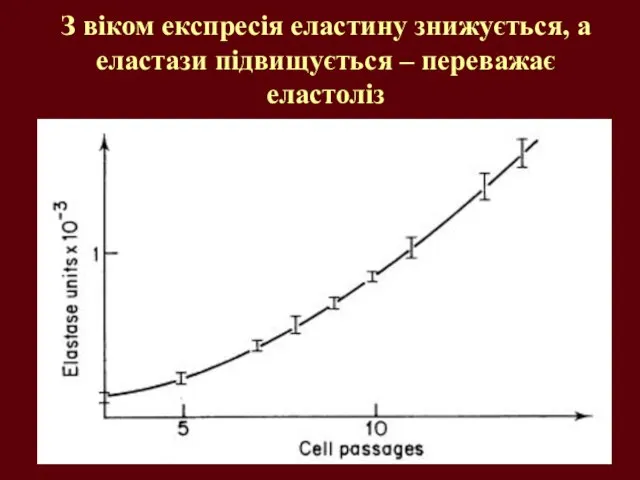 З віком експресія еластину знижується, а еластази підвищується – переважає еластоліз