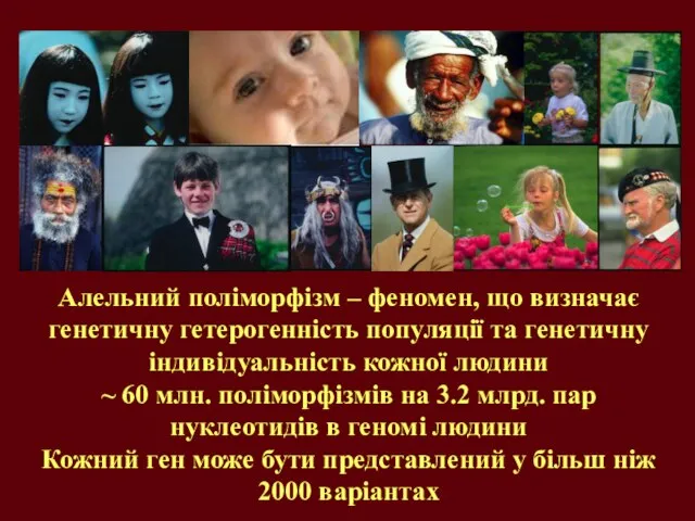 Алельний поліморфізм – феномен, що визначає генетичну гетерогенність популяції та генетичну індивідуальність